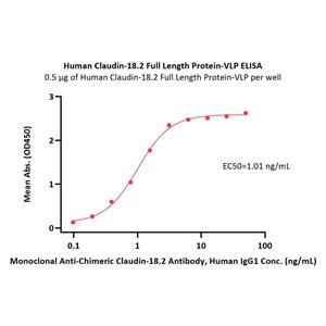 Human Claudin-18.2 Full Length Protein (VLP)