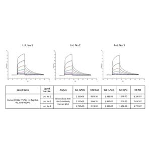 Human Fc gamma RIIIA / CD16a (V176) Protein