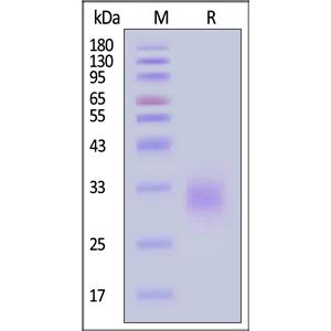 Human DR3 / TNFRSF25 Protein