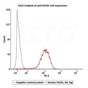 Human FOLR1 Protein