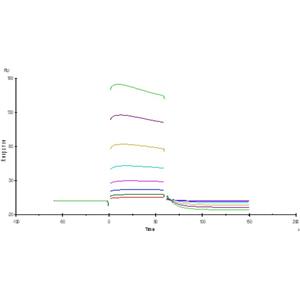 Human Fc gamma RIIB/C (CD32b/c) Protein