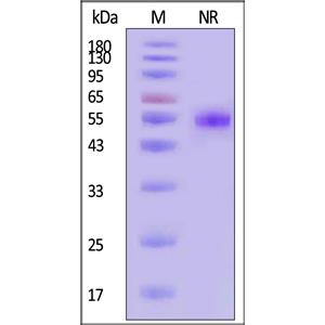 Human CD27 Ligand / CD70 Protein