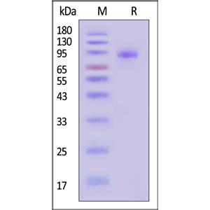 Human Her2 / ErbB2 Protein