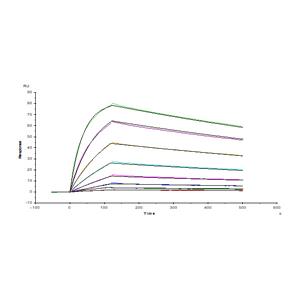 Human TROP-2 / TACSTD2 Protein