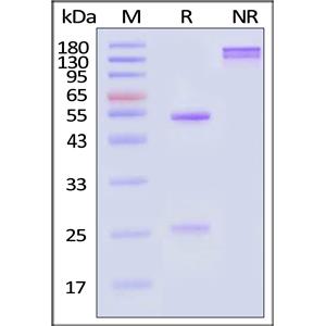 Monoclonal Anti-Human CD3 Antibody