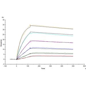 Human Claudin-18.2 Full Length Protein (VLP)