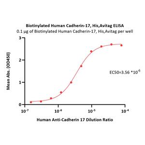 Biotinylated Human Cadherin-17 / CDH17 Protein