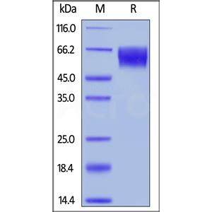 Unconjugated Human TPBG / 5T4 Protein