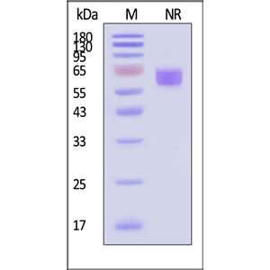 Human LIGHT / TNFSF14 Protein