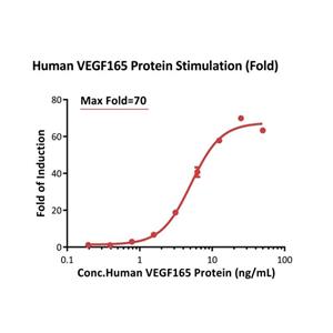 Human VEGF165 Protein