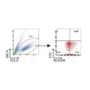 Biotinylated Human EGF R Protein