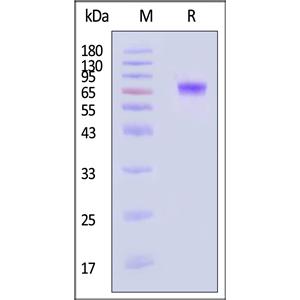 Human LRRC15 / LIB Protein