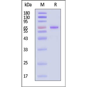 Human Cadherin-3 Protein