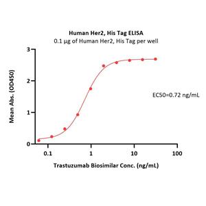Human Her2 / ErbB2 Protein