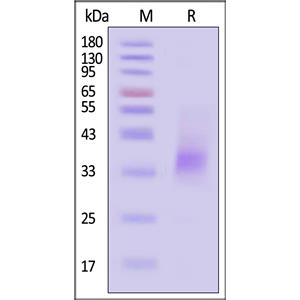 Biotinylated Human PD-L1 / B7-H1 Protein