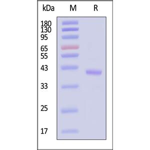 Biotinylated Human OX40 / TNFRSF4 / CD134 Protein