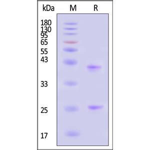 Biotinylated Human CD20 / MS4A1 Full Length Protein