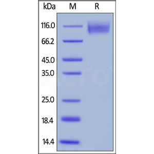 Biotinylated Human CEACAM-5 / CD66e Protein