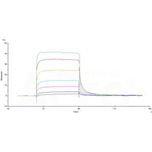 Human Fc gamma RIIIB / CD16b (NA2) Protein