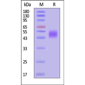 Biotinylated Human uPAR / PLAUR Protein