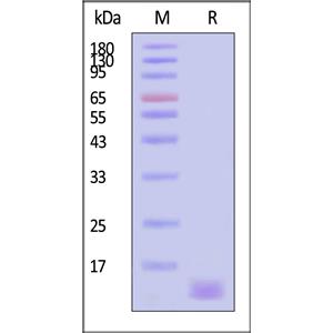 Biotinylated Human BCMA / TNFRSF17 Protein