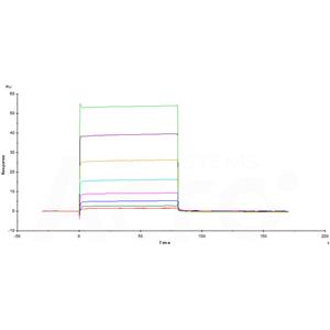 Human Fc gamma RIIB/C (CD32b/c) Protein
