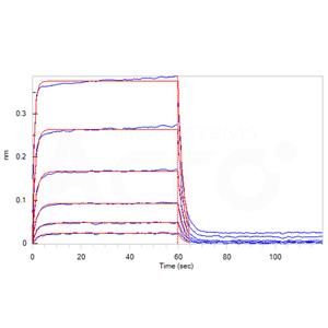 Human Fc gamma RIIA / CD32a (R167) Protein
