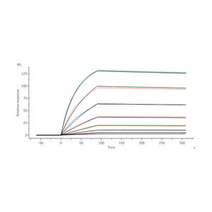 Human Transferrin R / CD71 Protein