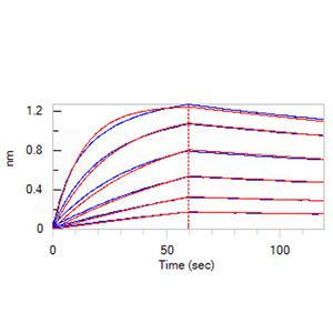 Human Fc gamma RI / CD64 Protein
