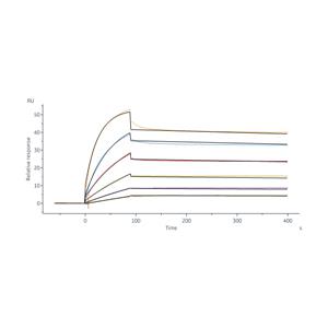 Human DcR3 / TNFRSF6B Protein