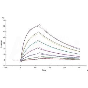 Human Nectin-4 Protein