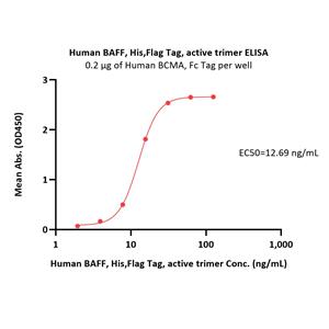 Human BAFF / TNFSF13B / CD257 Protein