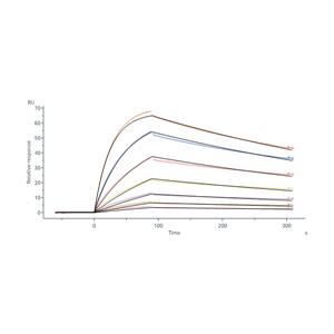 Biotinylated Human GLP1R Protein