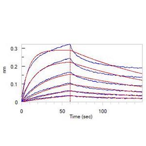 Human VEGF165 Protein