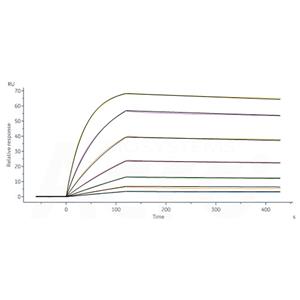 Human Fc gamma RI / CD64 Protein