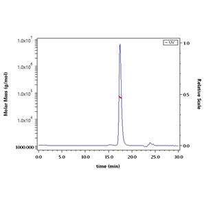 Human Serum Albumin Protein