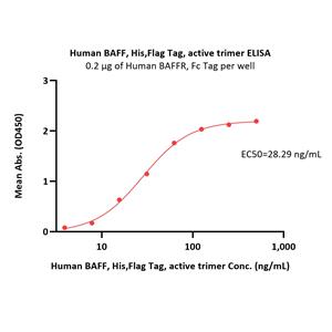 Human BAFF / TNFSF13B / CD257 Protein