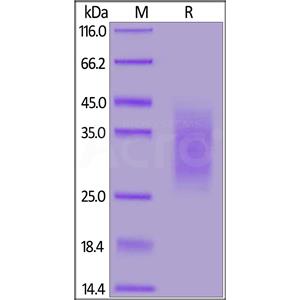Biotinylated Human TGF-beta RII / TGFBR2 Protein