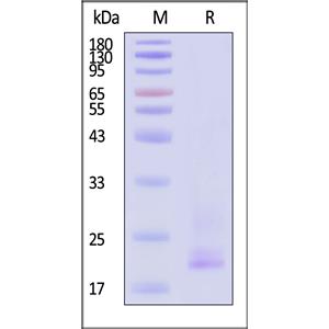 Human CD3 epsilon & CD3 delta Heterodimer Protein