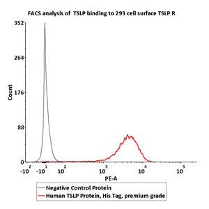 Human TSLP Protein