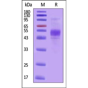 FITC-Labeled Human CD19 (20-291) Protein