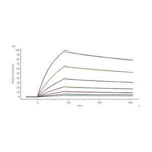 Monoclonal Anti-DXD&Exatecan Antibody