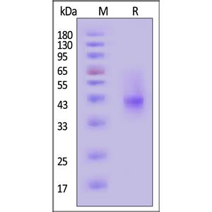 Biotinylated Human ASGR1 / ASGPR1 Protein