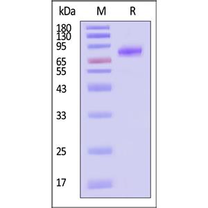 Biotinylated Human LRRC15 / LIB Protein