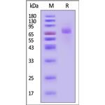 Biotinylated Human B7-H3 (4Ig) / B7-H3b Protein pictures