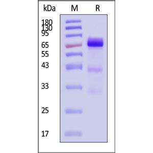 Human Glypican 3 / GPC3 Protein