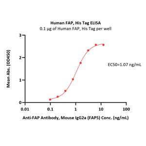 Human FAP Protein