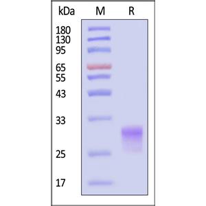 Biotinylated Human CD8 alpha / CD8A Protein
