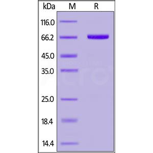 Cynomolgus Serum Albumin Protein