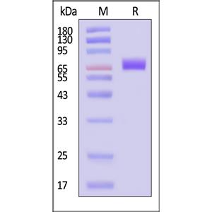 Human CD36 / SR-B3 Protein